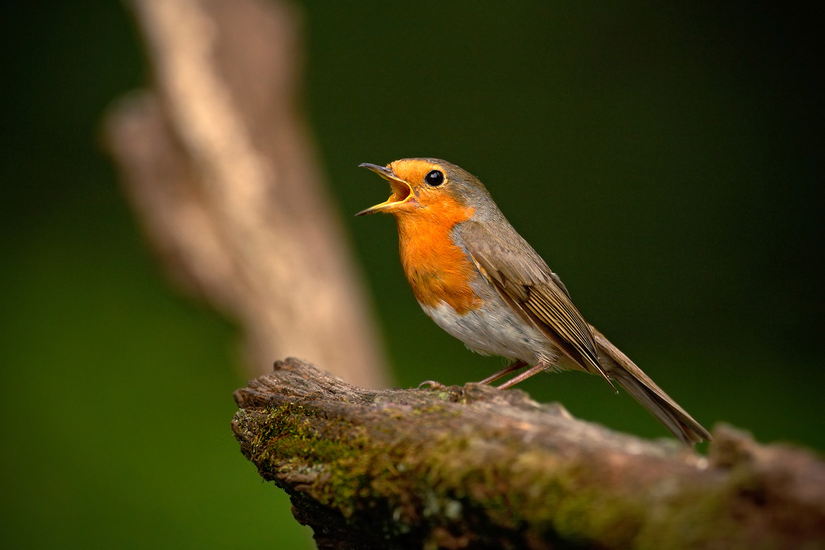 Ein Rotkelchen beim Singen. Foto von Ondřej Prosický