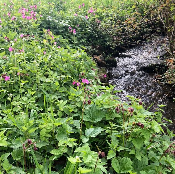 Wildkräuer am Bach. Foto von Monika Schiller