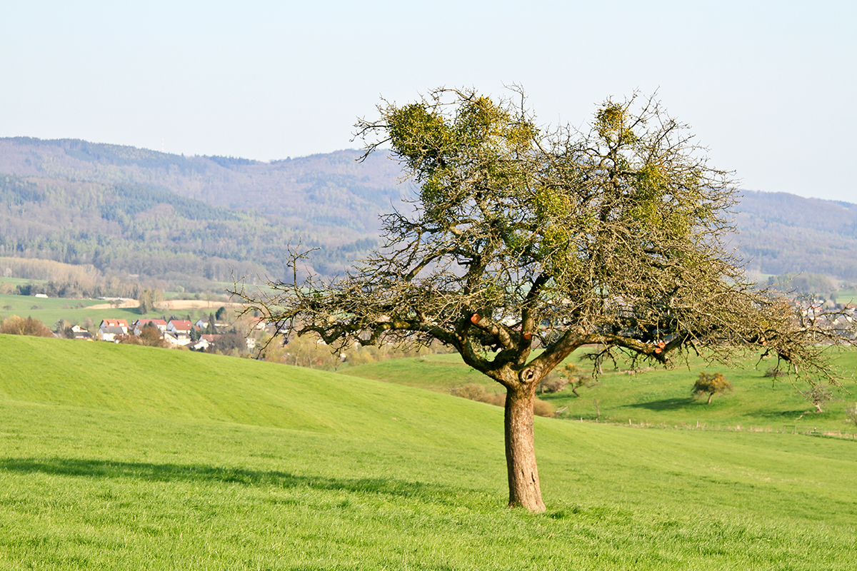 Schäden durch die Mistel in Streuobstwiesen drohen!