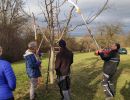 Teilnehmer des Schnittkurses 2024 bei der Arbeit an einem Obstbaum
